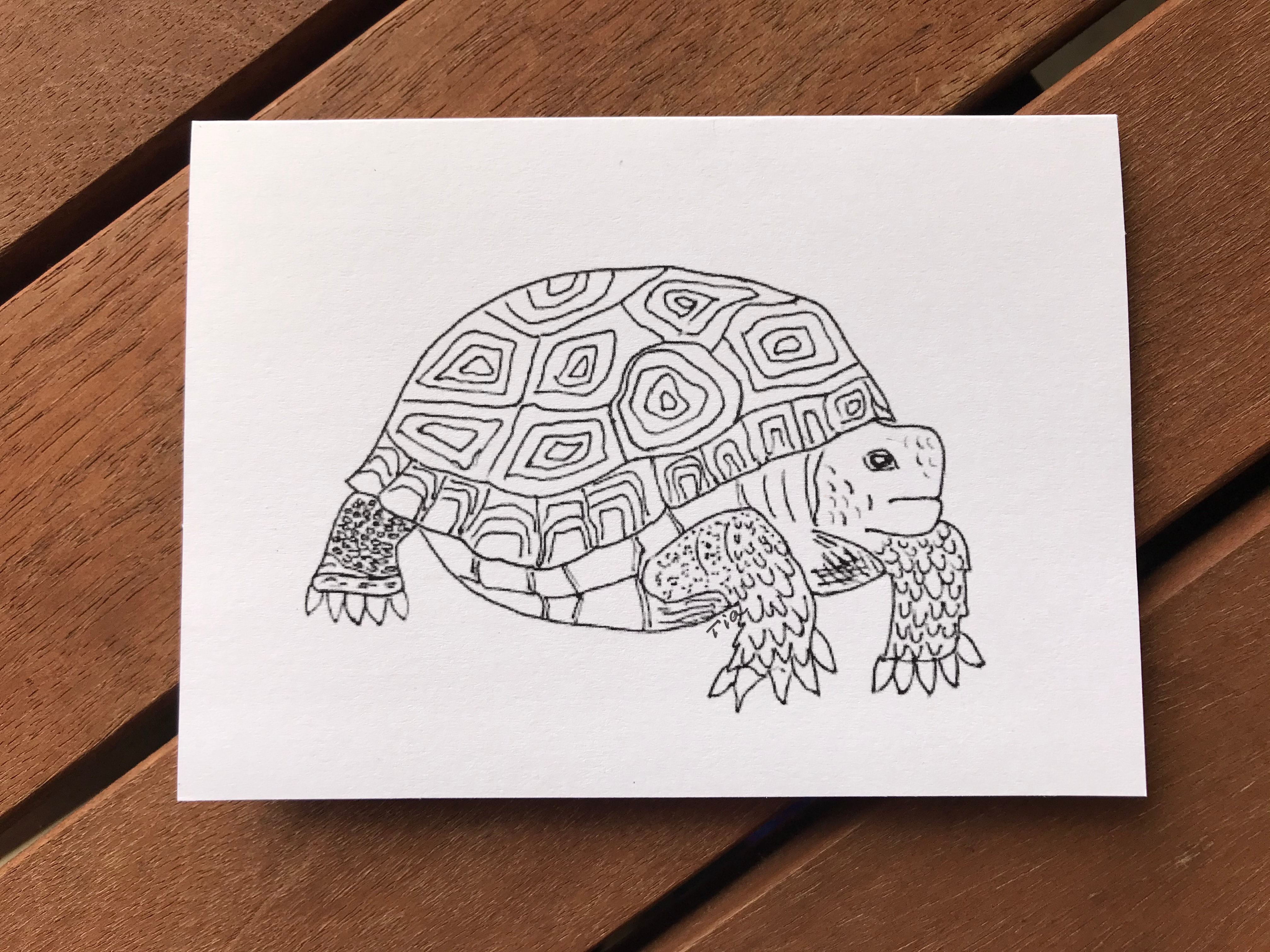 Tortoise Drawing by Praveen Akkivalli - Fine Art America